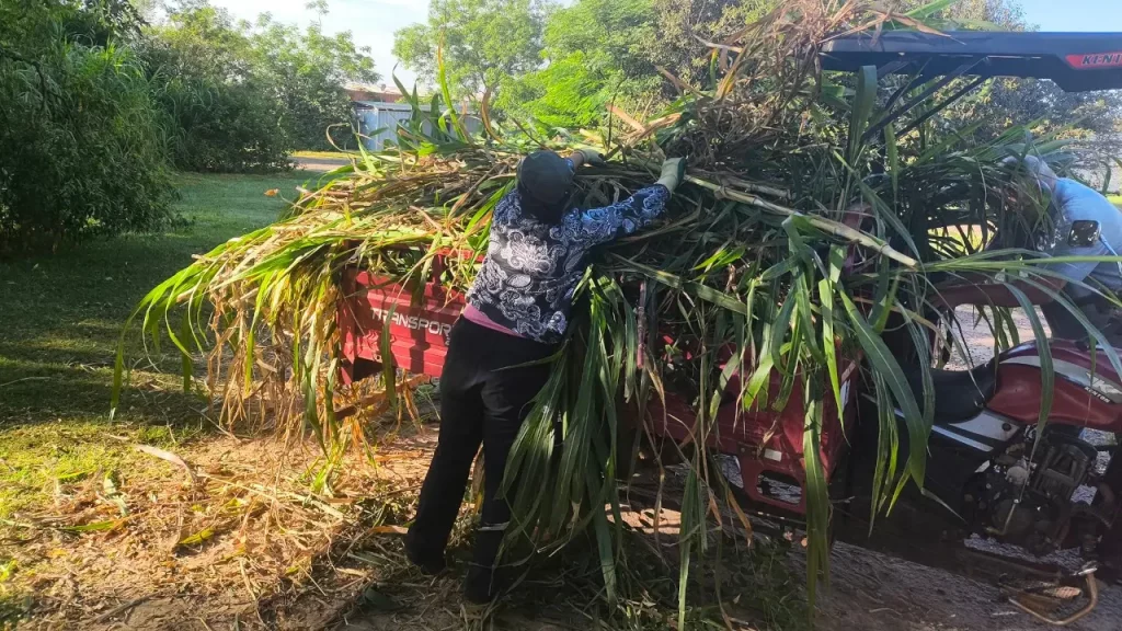 Pira Tava Verschönerungsaktion und freiwillige Helfer unter den Siedlern packen mit an