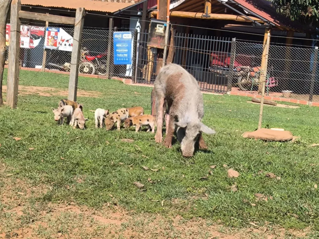 Paraguay - Schweine auf dem Land