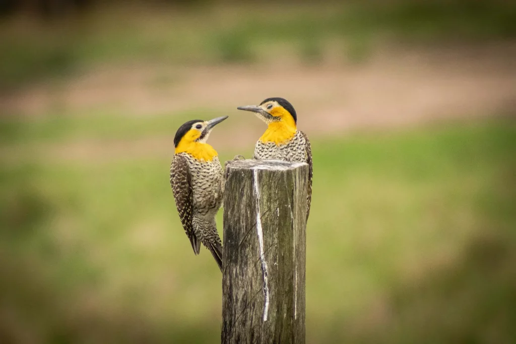Viele Vogelarten sind im Siedlungsgebiet zu finden
