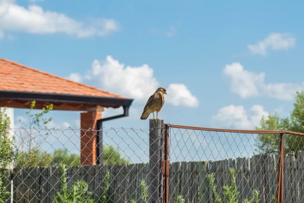 Viele Vogelarten sind im Siedlungsgebiet zu finden