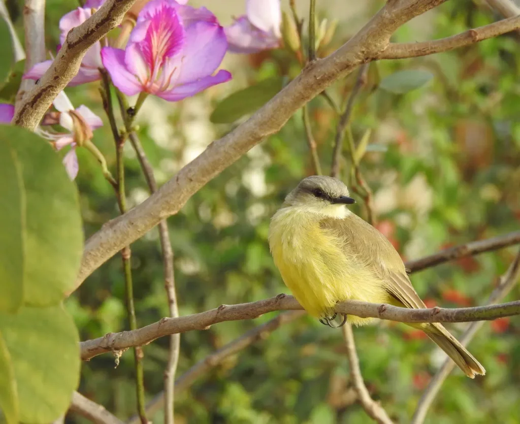 Viele Vogelarten sind im Siedlungsgebiet zu finden