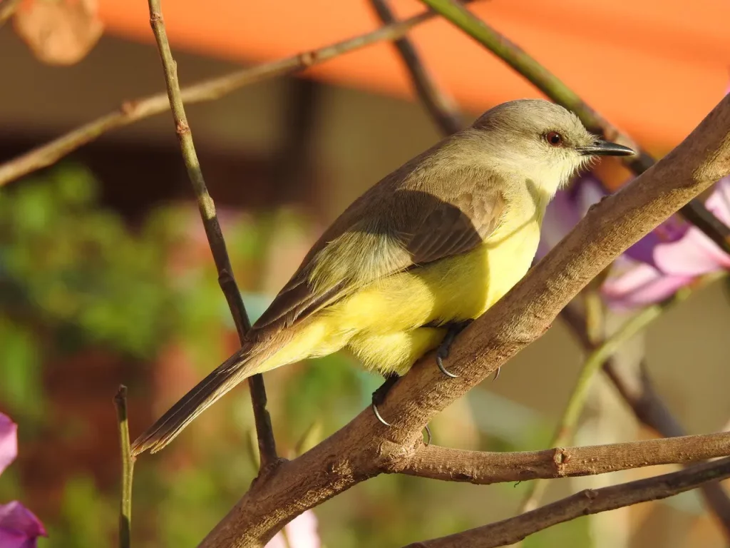 Viele Vogelarten sind im Siedlungsgebiet zu finden